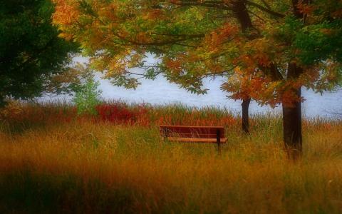 秋天，颜色，树木，山，叶子，草，长凳，湖