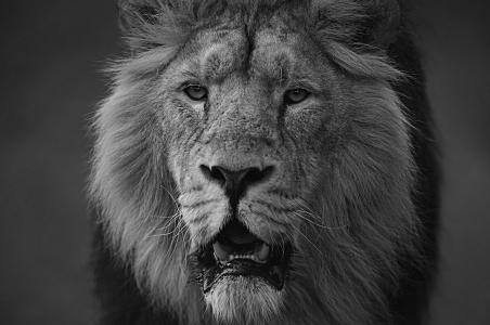 动物，狮子，美女，捕食者