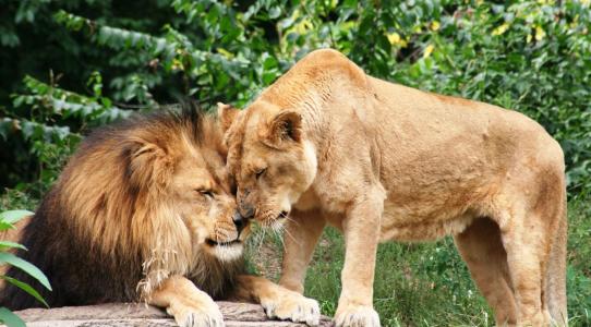 狮子，掠食者，照片，积极的，夫妇