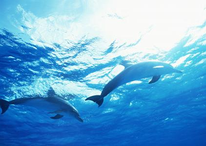 海豚，海豚，海洋，海，水，沙，海底世界，海洋世界