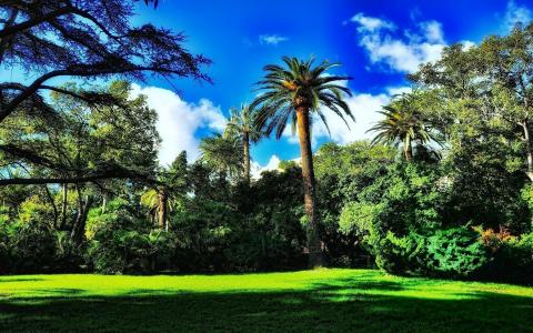 自然，棕榈树，公园