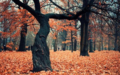 树，公园，秋天