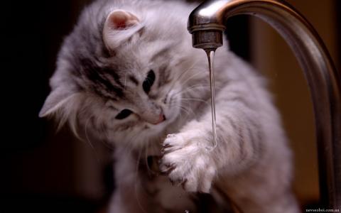 小猫，水，水龙头