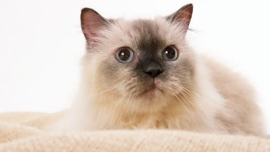 波斯猫，浅蓝色的眼睛