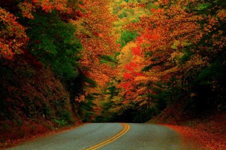 性质，秋季，道路，标记，树木，美丽