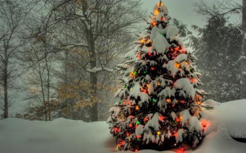 花环，雪，Winter.les，灯，圣诞树，彩色