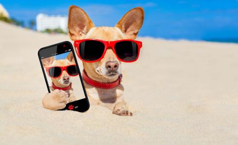 照片，创意，狗，狗，海滩，度假村