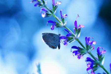 蓝色，蝴蝶，背景，花，眩光