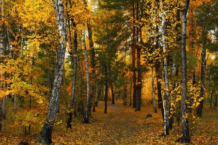 秋天，森林，树木，桦木，松树，路径，迈克尔MSH