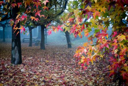 雾，花园，叶子，秋天