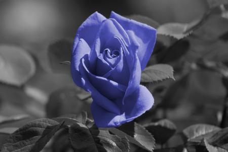 玫瑰，蓝色，花