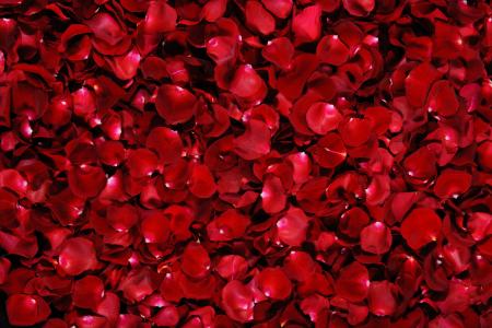 红色，玫瑰，花瓣，背景