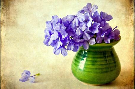 紫色，鲜花，福禄考，花瓶，花卉