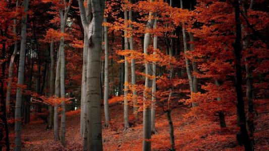 森林，树木，叶子，秋天