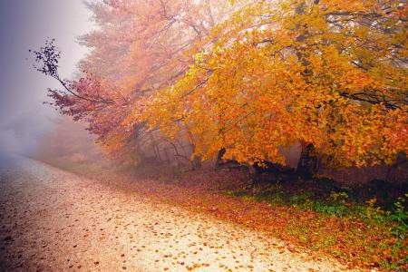 雾，秋天，性质，路，树