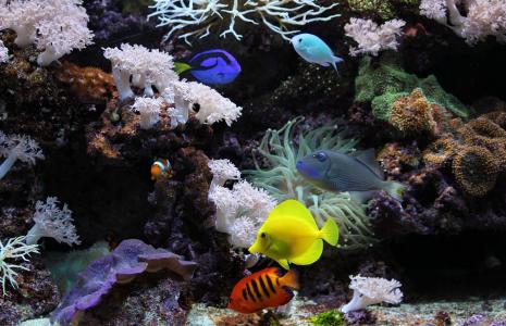 水族馆，鱼，珊瑚，海底世界，水