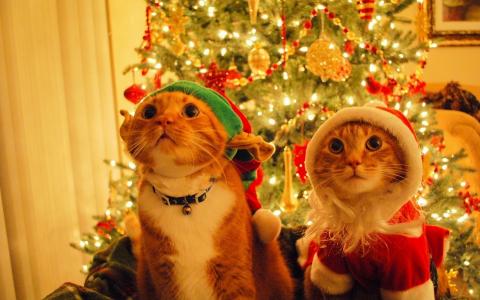 帽子，科特，新年，猫，小精灵，圣诞老人，圣诞树