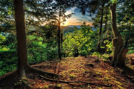 森林，山，日落，大自然，美丽