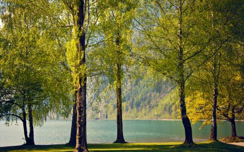 桦树，性质，春天，瑞士，树木，湖泊