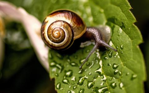 蜗牛，特写，计划，叶子，动物