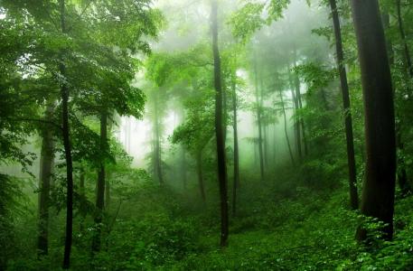 密集，森林，树木，美女，绿色，雾，夏天