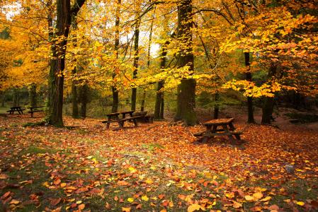 森林，叶子，树，秋天，长椅