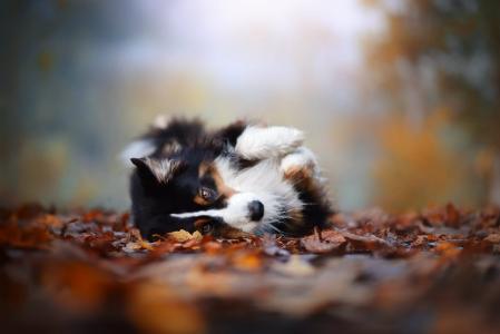 秋天，狗，叶子，动物