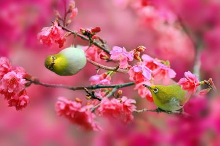 鸟，日本白眼，樱花，樱桃，鲜花，粉红色，树枝