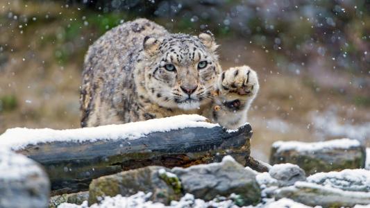动物，豹，石头，雪，捕食者