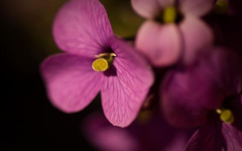 紫罗兰色，宏观，花瓣