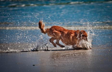 狗玩，水，海，沙