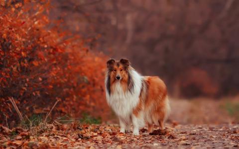 秋天，叶子，狗，牧羊犬