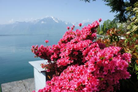 日内瓦，瑞士，湖，山，阿尔卑斯山，鲜花，天空，春天