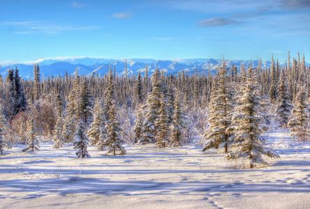 冬天，雪，树木，阿拉斯加，景观