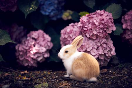 兔子，宝贝，鲜花，绣球花