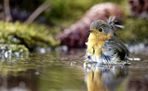 鸟，水，自然，沐浴