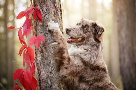 动物，狗，狗，澳大利亚牧羊犬，树，树干，叶子，常春藤，秋天
