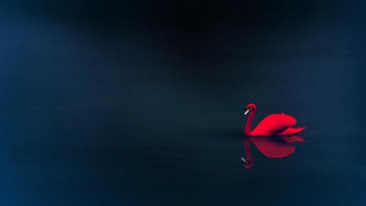 水，装饰鸟，红色的天鹅