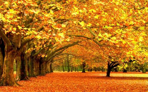 秋天，黄色的树叶，树木