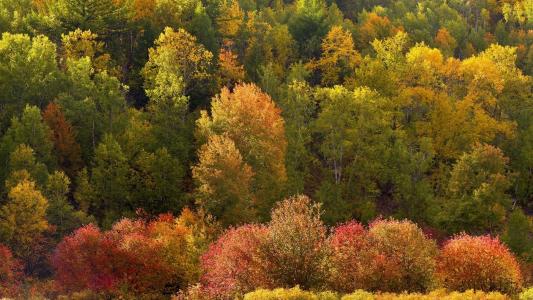 森林，树木，黄色，秋天