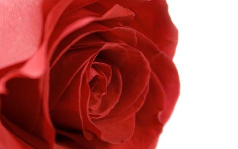 美丽的玫瑰，丰富的红色