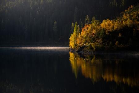 湖，森林，树木，早上，秋天