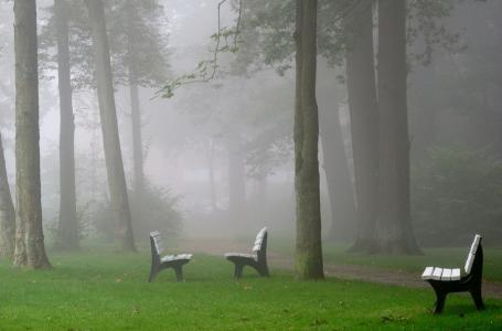 森林，长凳，路径，树木，雾，美女