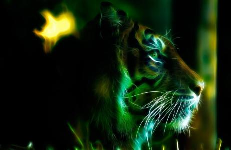 老虎，photoshop，艺术，工作，捕食者，黑暗的背景，3D，3D