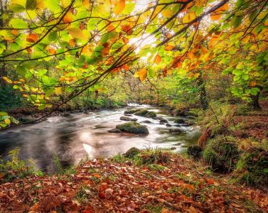 秋天，森林，河流，石头，叶子