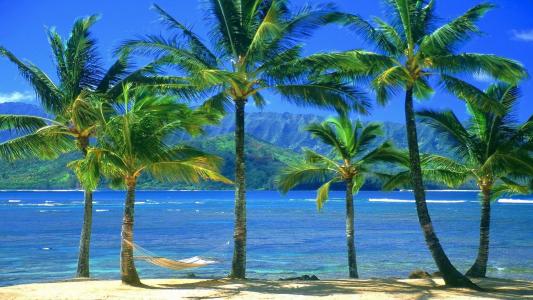 热带，岛，棕榈树，海，海滩