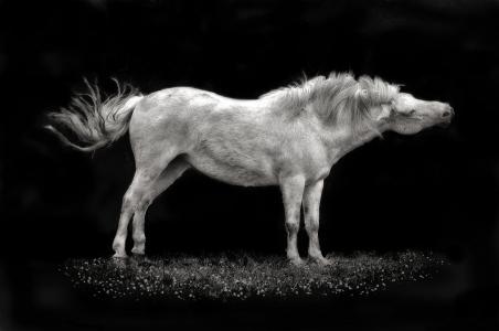 白色，背景，鬃毛，马，黑色，尾巴