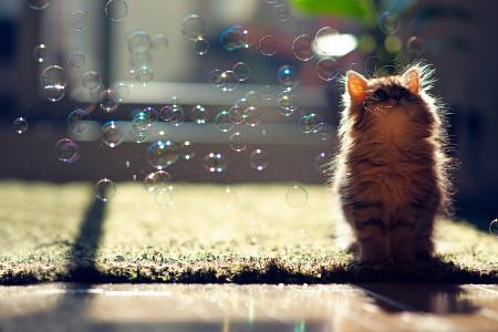 小猫，泡沫，照片，积极，捕食者