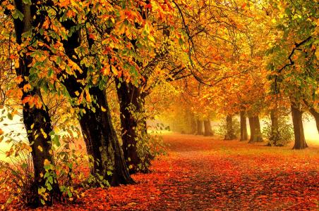 自然，公园，秋季，美丽，主题，栗子，黄色背景