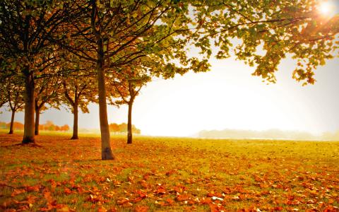 树，秋天的季节，叶子，秋天